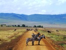 Zebras crossing